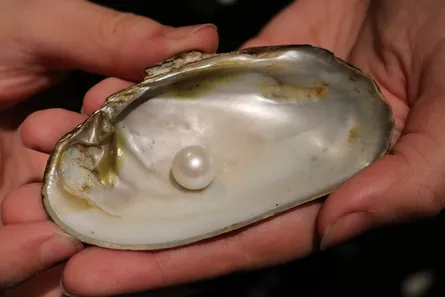 An open pearl oyster shell holding a single pearl
